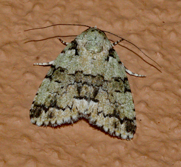 /filer/webapps/moths/media/images/S/squamifera_Blenina_A_Roland_01.jpg