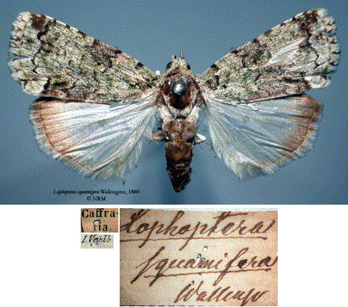 /filer/webapps/moths/media/images/S/squamifera_Lophoptera_HT_SNHMa.jpg