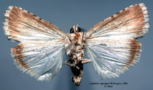 /filer/webapps/moths/media/images/S/squamifera_Lophoptera_HT_SNHMb.jpg