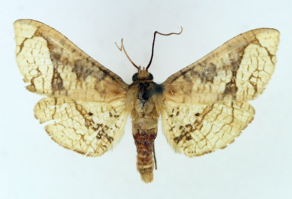 /filer/webapps/moths/media/images/S/squamigera_Kuja_AM_TMSA.jpg