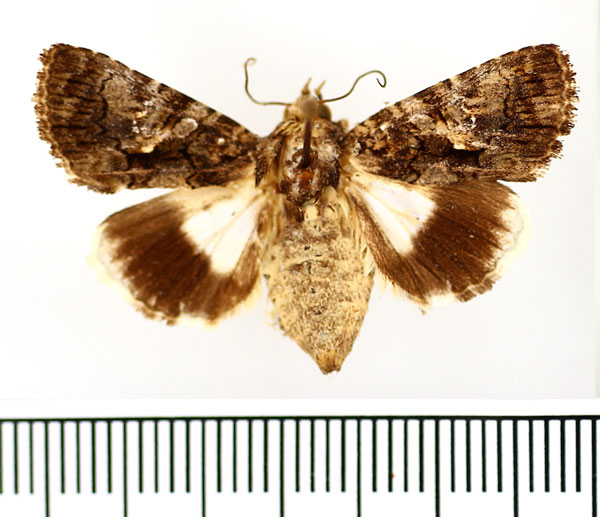 /filer/webapps/moths/media/images/S/squamosa_Aedia_AF_BMNH.jpg