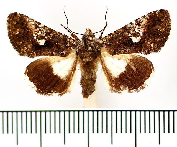 /filer/webapps/moths/media/images/S/squamosa_Aedia_AF_BMNH_02.jpg