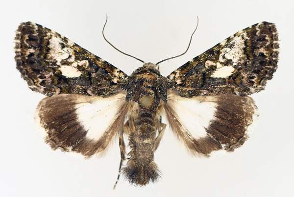 /filer/webapps/moths/media/images/S/squamosa_Aedia_AM_TMSA_01.jpg