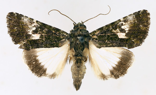 /filer/webapps/moths/media/images/S/squamosa_Aedia_AM_TMSA_02.jpg