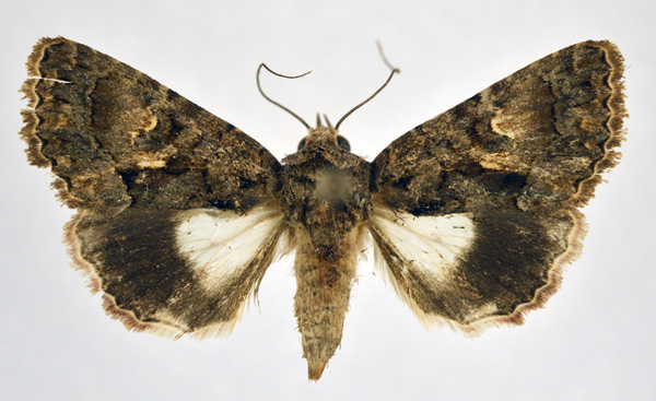 /filer/webapps/moths/media/images/S/squamosa_Aedia_A_NHMO.jpg