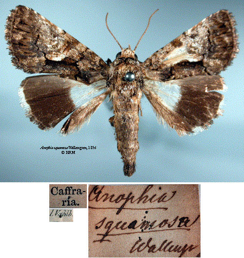 /filer/webapps/moths/media/images/S/squamosa_Anophia_STM_SNHMa.jpg