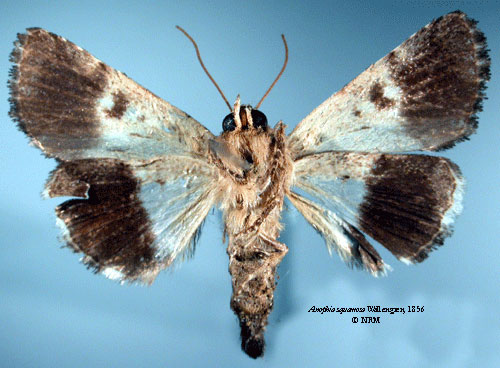 /filer/webapps/moths/media/images/S/squamosa_Anophia_STM_SNHMb.jpg