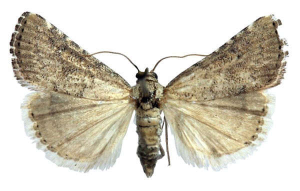 /filer/webapps/moths/media/images/S/squamosa_Hyperlais_AM_BMNH.jpg