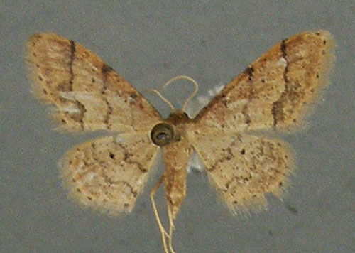 /filer/webapps/moths/media/images/S/squamulata_Idaea_AM_TMSA.jpg