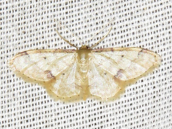 /filer/webapps/moths/media/images/S/squamulata_Idaea_A_Braun.jpg