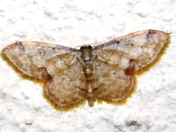 /filer/webapps/moths/media/images/S/squamulata_Idaea_A_Grobler.jpg