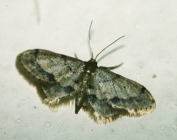 /filer/webapps/moths/media/images/S/squamulata_Idaea_A_Roland_01.jpg