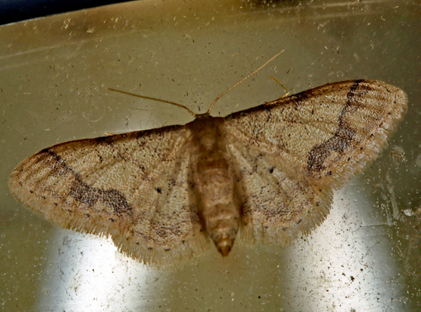/filer/webapps/moths/media/images/S/squamulata_Idaea_A_Roland_01_hF1ykV5.jpg
