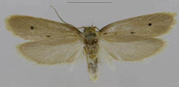 /filer/webapps/moths/media/images/S/stadieana_Ethmia_PTM_MfN.jpg