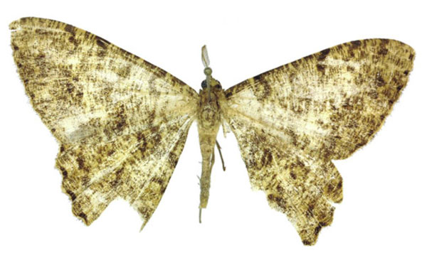 /filer/webapps/moths/media/images/S/stadiei_Afroracotis_HT_ZSM.jpg
