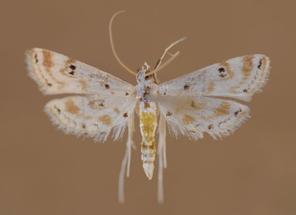 /filer/webapps/moths/media/images/S/stagnalis_Parapoynx_A_Butler.jpg