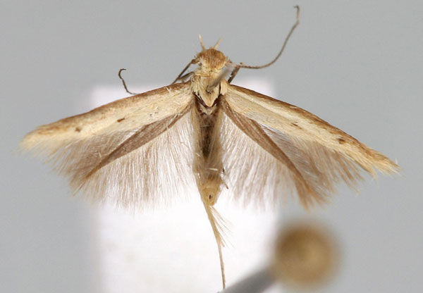 /filer/webapps/moths/media/images/S/stagnosa_Scythris_A_BMNH.jpg