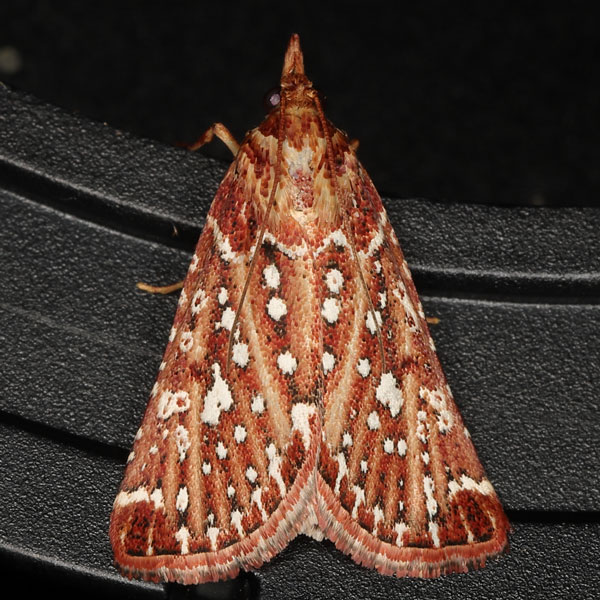 /filer/webapps/moths/media/images/S/stalachtis_Triphassa_A_Heynsa.jpg