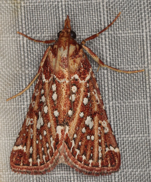 /filer/webapps/moths/media/images/S/stalachtis_Triphassa_A_Heynsb.jpg