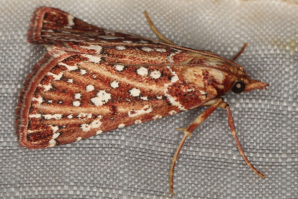 /filer/webapps/moths/media/images/S/stalachtis_Triphassa_A_Heynsc.jpg