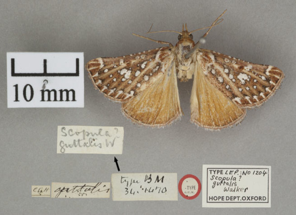 /filer/webapps/moths/media/images/S/stalachtis_Triphassa_PTF_OUMNHa_01.jpg