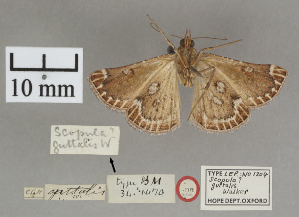 /filer/webapps/moths/media/images/S/stalachtis_Triphassa_PTF_OUMNHb_01.jpg