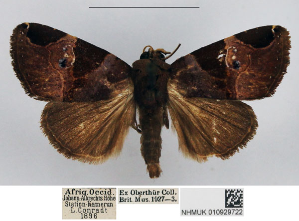 /filer/webapps/moths/media/images/S/stalactitis_Westermannia_AM_NHMUK.jpg