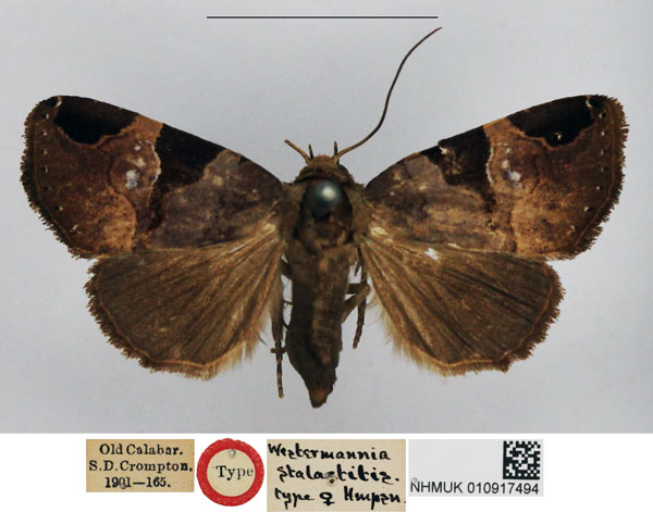 /filer/webapps/moths/media/images/S/stalactitis_Westermannia_HT_NHMUK.jpg