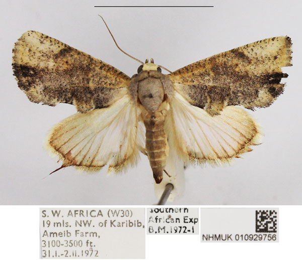 /filer/webapps/moths/media/images/S/stalii_Arcyophora_AF_NHMUK.jpg