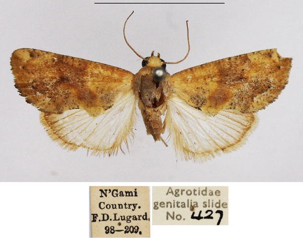/filer/webapps/moths/media/images/S/stalii_Arcyophora_AM_NHMUK.jpg