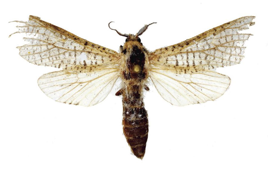 /filer/webapps/moths/media/images/S/stanleyi_Acosma_HT_ZSM.jpg