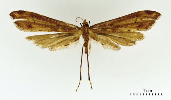 /filer/webapps/moths/media/images/S/stanleyi_Platyptilia_HT_BMNH.jpg