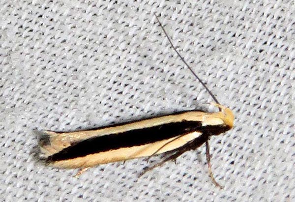 /filer/webapps/moths/media/images/S/stasiarcha_Schizovalva_A_Braun_01.jpg