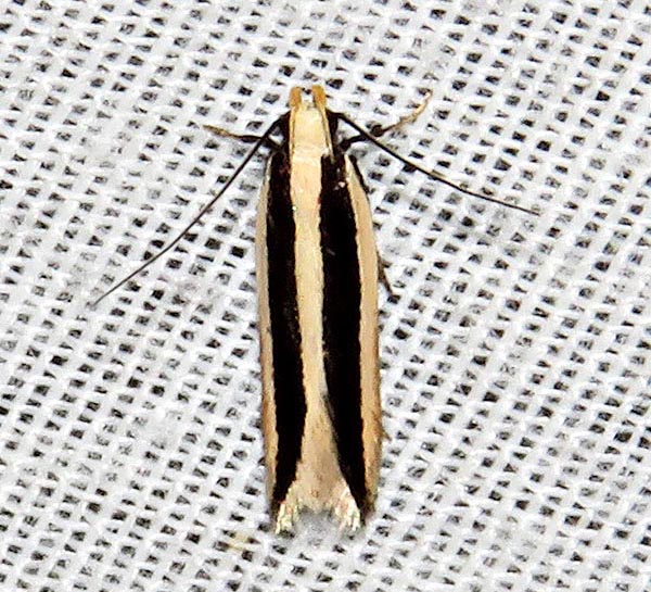 /filer/webapps/moths/media/images/S/stasiarcha_Schizovalva_A_Braun_02.jpg
