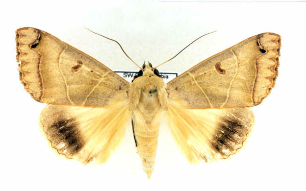 /filer/webapps/moths/media/images/S/stassarti_Ophiusa_PT_Legrain.jpg