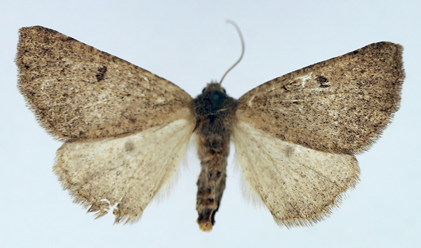 /filer/webapps/moths/media/images/S/staudei_Aethiopodes_AF_TMSA.jpg