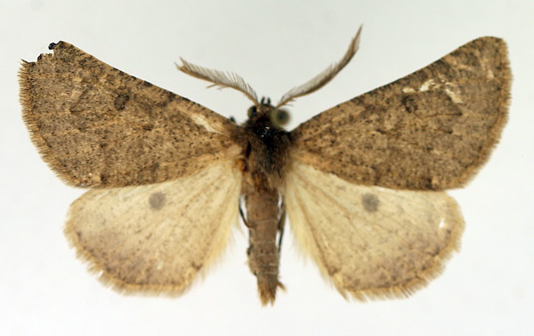 /filer/webapps/moths/media/images/S/staudei_Aethiopodes_AM_TMSA.jpg