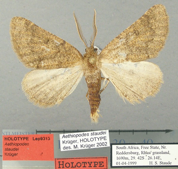 /filer/webapps/moths/media/images/S/staudei_Aethiopodes_HT_TMSA.jpg