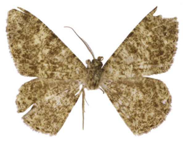 /filer/webapps/moths/media/images/S/staudei_Afroracotis_HT_Staude.jpg