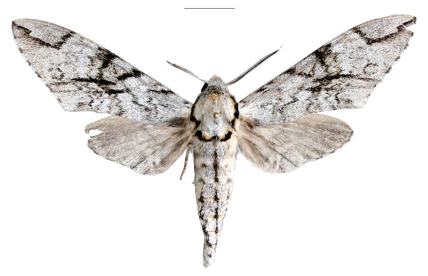 /filer/webapps/moths/media/images/S/staudei_Covelliana_PTM_EMEMa.jpg
