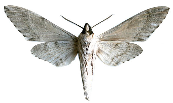 /filer/webapps/moths/media/images/S/staudei_Covelliana_PTM_EMEMb.jpg