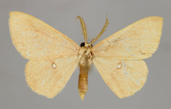 /filer/webapps/moths/media/images/S/staudei_Cyclophora_HT_ZSM_01.jpg