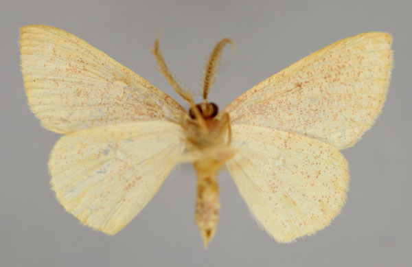 /filer/webapps/moths/media/images/S/staudei_Cyclophora_HT_ZSM_02.jpg