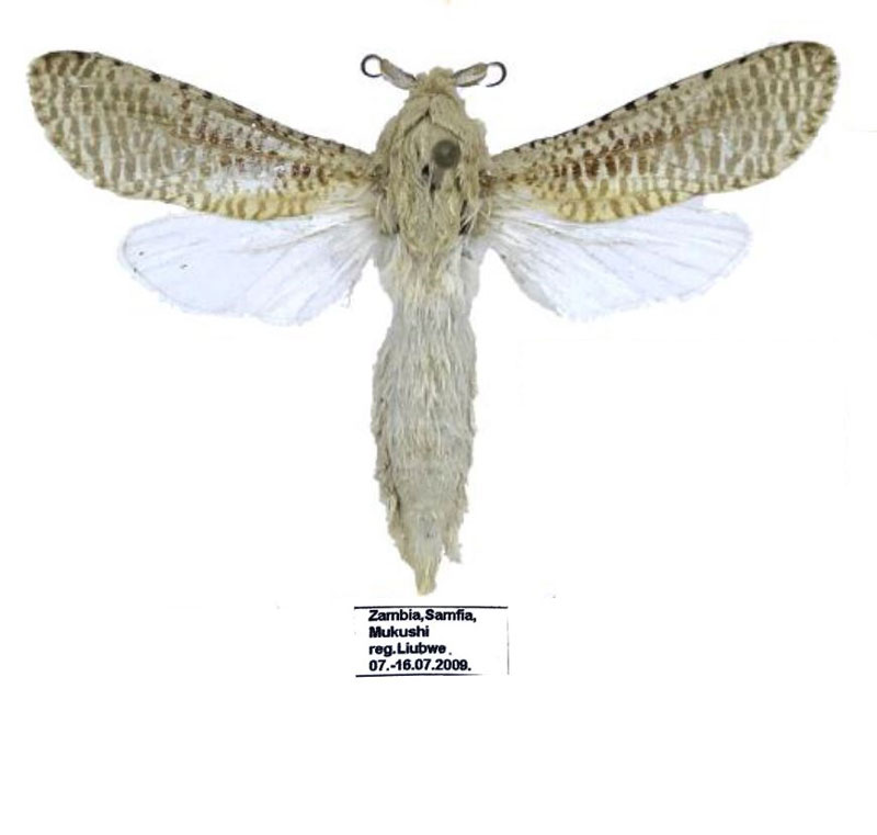 /filer/webapps/moths/media/images/S/staudei_Davidlivingstonia_PTM_MWM.jpg