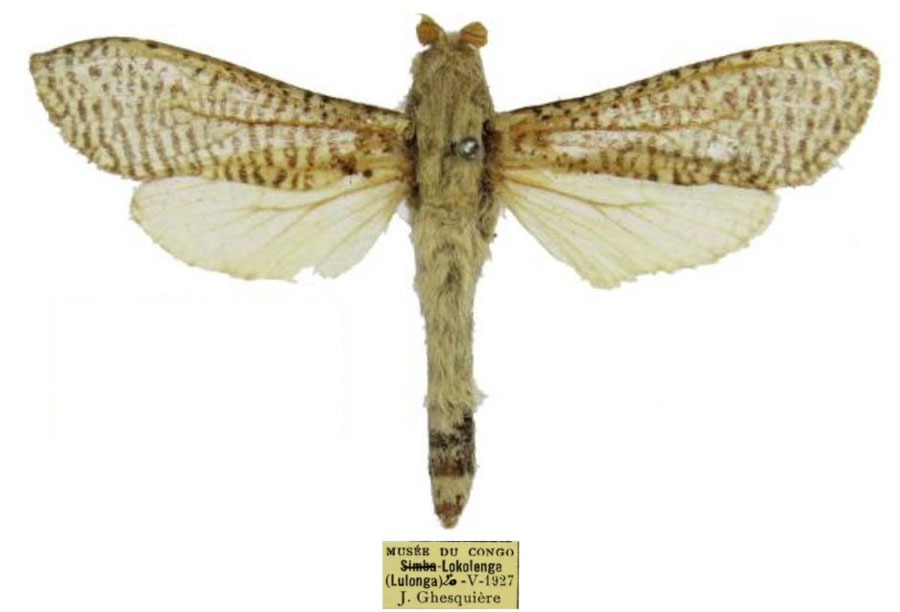 /filer/webapps/moths/media/images/S/staudei_Davidlivingstonia_PTM_RMCA.jpg