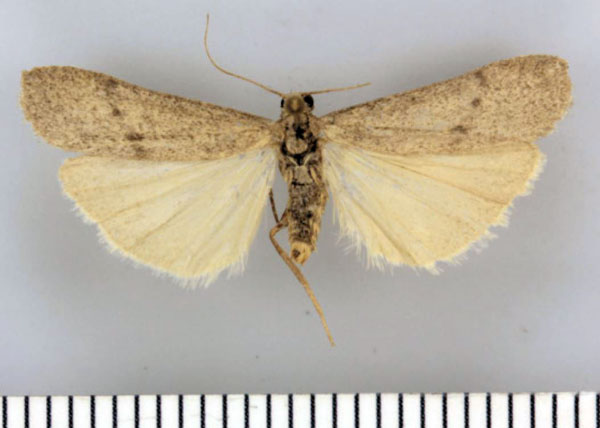 /filer/webapps/moths/media/images/S/staudei_Entephrilema_HT_TMSA.jpg