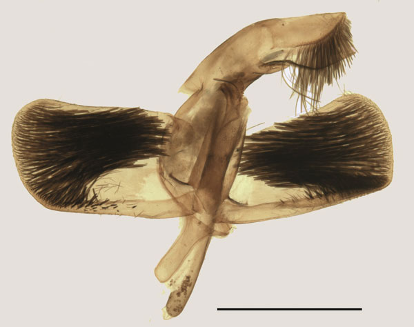 /filer/webapps/moths/media/images/S/staudei_Gymnosophistis_GMPT_SMNS.jpg