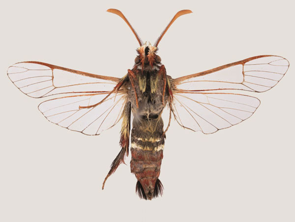 /filer/webapps/moths/media/images/S/staudei_Gymnosophistis_HT_TMSAb.jpg