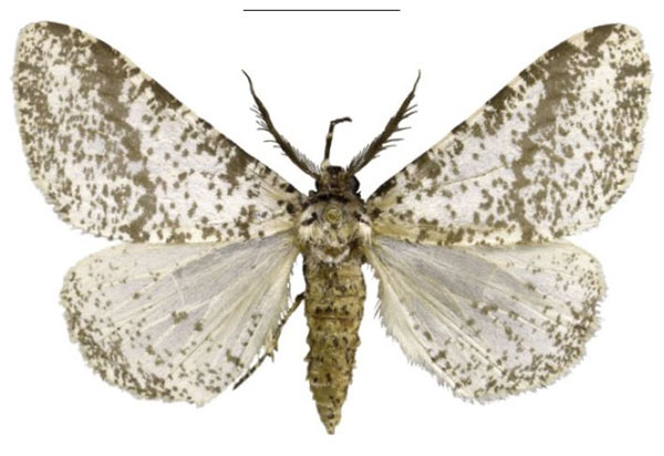/filer/webapps/moths/media/images/S/staudei_Nothabraxas_HT_Staude.jpg