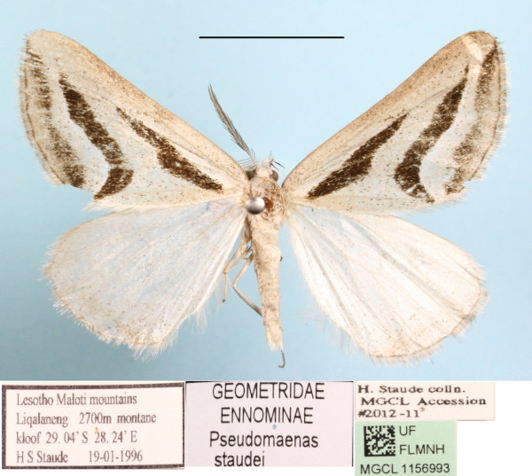 /filer/webapps/moths/media/images/S/staudei_Pseudomaenas_A_MGCLa_01.JPG